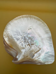 XL Polished Gold Mother of Pearl Shell (7.5