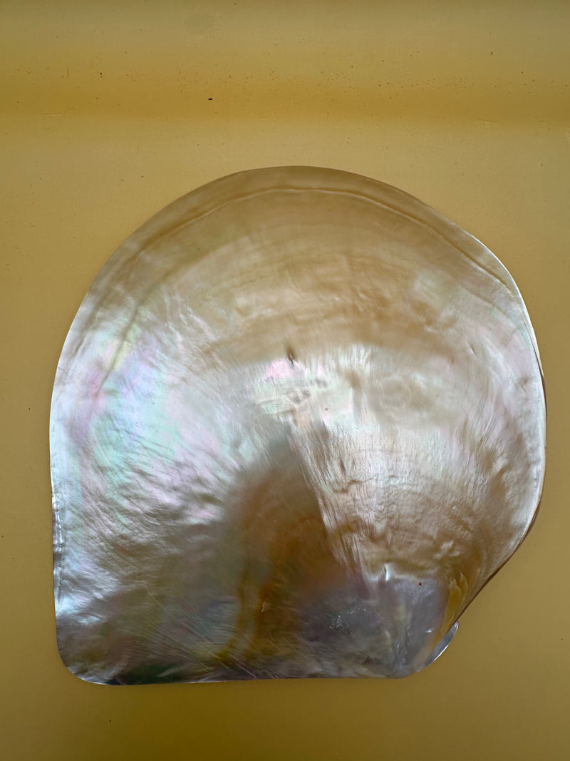 XL Polished Gold Mother of Pearl Shell (7.5") Display - Coastal Home Decor (Pinctada maxima)