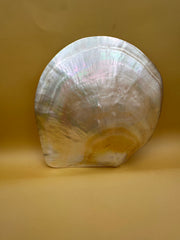 XL Polished Gold Mother of Pearl Shell (7.5