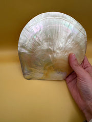 XL Polished Gold Mother of Pearl Shell (7.5