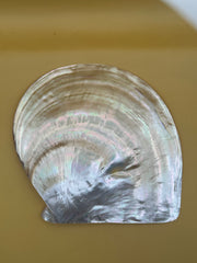 XL Polished Gold Mother of Pearl Shell (8.25