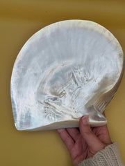 XL Polished Gold Mother of Pearl Shell (8.25