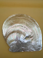 XL Polished Gold Mother of Pearl Shell (8.25