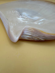XL Polished Gold Mother of Pearl Shell (8.25