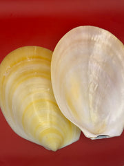 Large Yellow Lima Clam Pair 7
