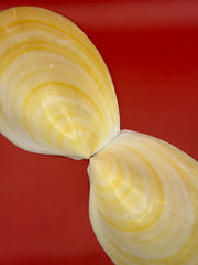 Large Yellow Lima Clam Pair 7