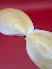 Large Yellow Lima Clam Pair 7