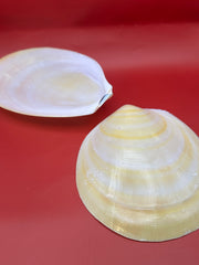 Large Yellow Lima Clam Pair 7