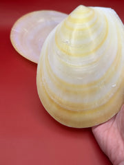 Large Yellow Lima Clam Pair 7