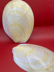 Large Yellow Lima Clam Pair 7