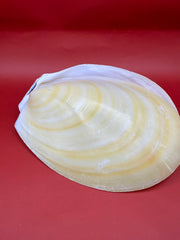 Large Yellow Lima Clam Pair 7