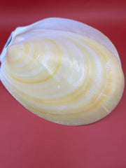 Large Yellow Lima Clam Pair 7