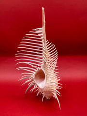 Large Venus Comb Murex Display Shell – Murex pecten – Coastal Home Decor 6.5