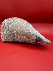Barnacle Encrusted Rigid Pen Shell Display – Atrina rigida Approx. 8