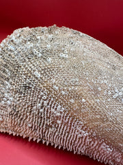 Barnacle Encrusted Rigid Pen Shell Display – Atrina rigida Approx. 8