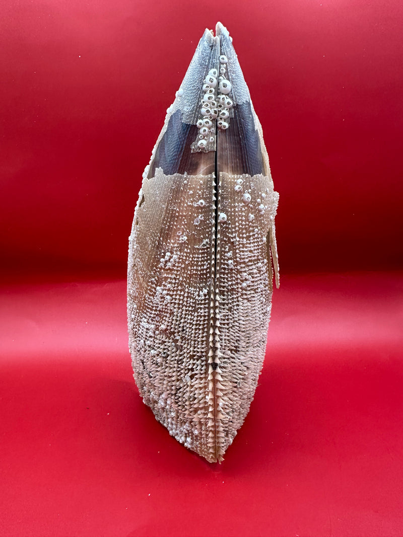 Barnacle Encrusted Rigid Pen Shell Display – Atrina rigida Approx. 8"