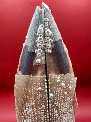 Barnacle Encrusted Rigid Pen Shell Display – Atrina rigida Approx. 8