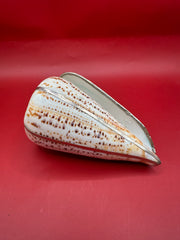 Lettered Cone Display Shell with Silver-Plated Accents – Coastal Decor, 4.25