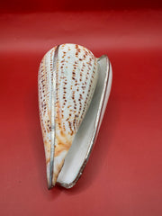 Lettered Cone Display Shell with Silver-Plated Accents – Coastal Decor, 4.25