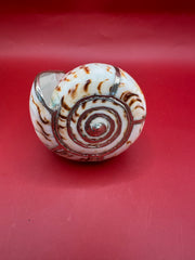 Lettered Cone Display Shell with Silver-Plated Accents – Coastal Decor, 4.25