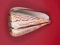 Lettered Cone Display Shell with Silver-Plated Accents – Coastal Decor, 4.25