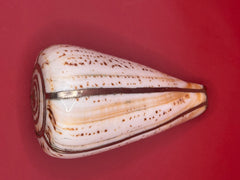 Lettered Cone Display Shell with Silver-Plated Accents – Coastal Decor, 4.25