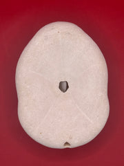 Sea Biscuit, Exact Sea Biscuit Shown, 4.2
