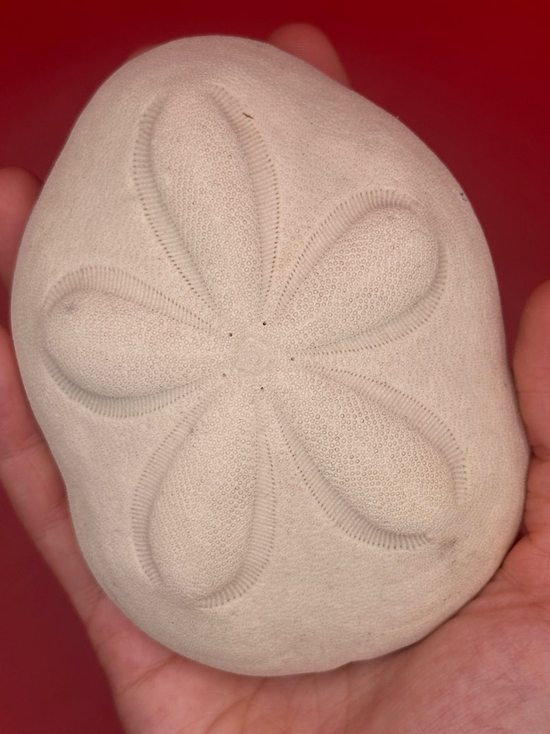 Sea Biscuit, Exact Sea Biscuit Shown, 4.2"x3.1"x1.6"