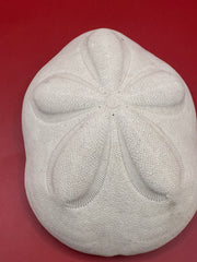 Sea Biscuit, Exact Sea Biscuit Shown, 4.2