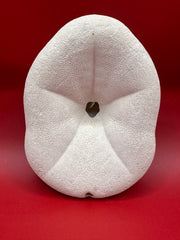 Sea Biscuit, Exact Sea Biscuit Shown, 4.2
