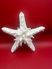 Knobby starfish underside angled view - white natural echinoderm