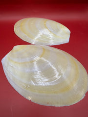 Large Yellow Lima Clam Pair Display Shells – Acesta rathbuni 7