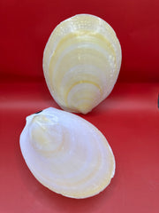 Large Yellow Lima Clam Pair Display Shells – Acesta rathbuni 7