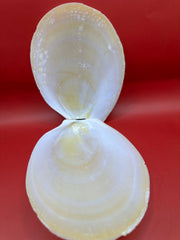 Large Yellow Lima Clam Pair Display Shells – Acesta rathbuni 7