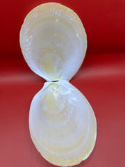 Large Yellow Lima Clam Pair Display Shells – Acesta rathbuni 7