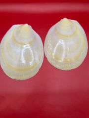 Large Yellow Lima Clam Pair Display Shells – Acesta rathbuni 7