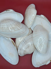 Bulk Sunray Venus Clam Halves – 3-5