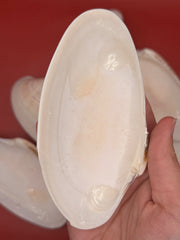 Bulk Sunray Venus Clam Halves – 3-5