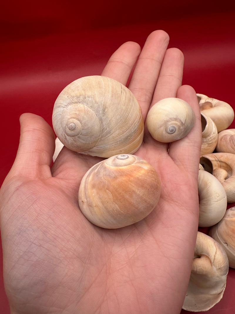 Beach Collected Whale’s Eye Moon Snail Shells – 1-2" Natural Craft Shells (Neverita didyma)