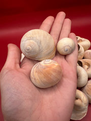 Beach Collected Whale’s Eye Moon Snail Shells – 1-2