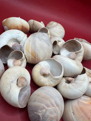 Beach Collected Whale’s Eye Moon Snail Shells – 1-2