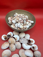 Processed Whale’s Eye Moon Snail Shells – 1