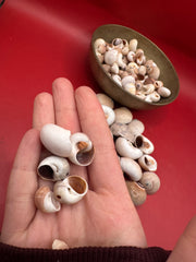 Processed Whale’s Eye Moon Snail Shells – 1