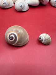 Processed Whale’s Eye Moon Snail Shells – 1