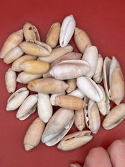 Bulk Olive Shells (Olividae) – 1.5 lbs Beach Weathered Craft Shells 1-2