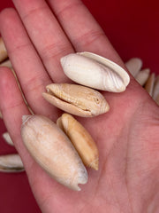 Bulk Olive Shells (Olividae) – 1.5 lbs Beach Weathered Craft Shells 1-2