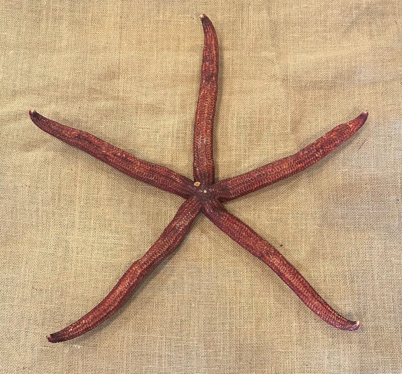 Giant Red Starfish 20"