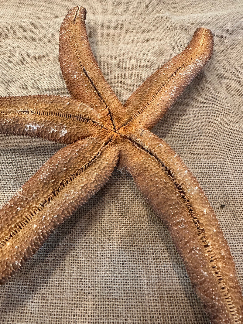 Giant Brown Starfish 14"