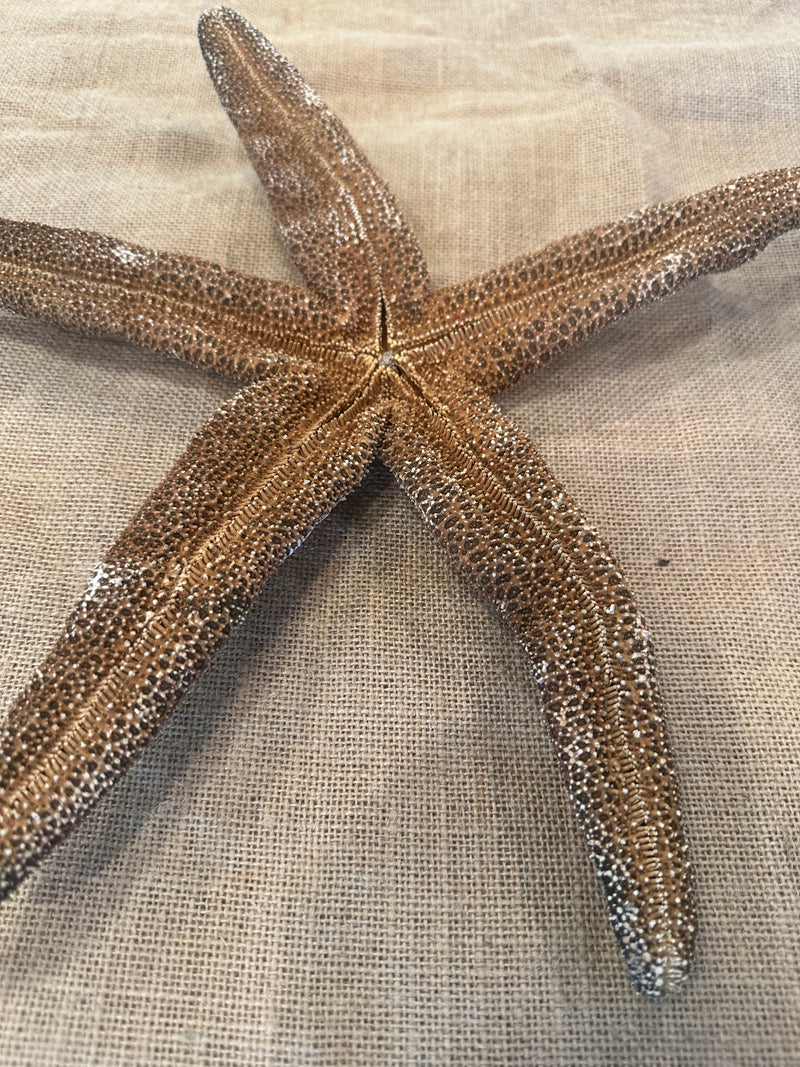 Giant Brown Starfish 15"