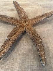 Starfish (ECHINODERMS)